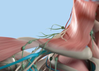 İnsan omuz anatomisi modeli