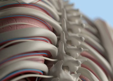 insan omurga anatomisi modeli