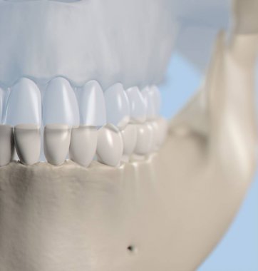 İnsan dişi anatomisi modeli