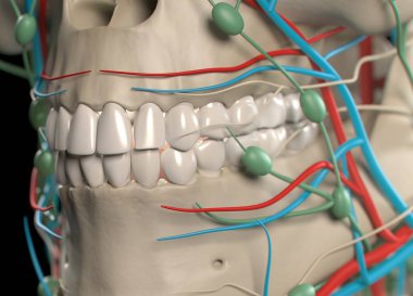 İnsan dişi anatomisi modeli