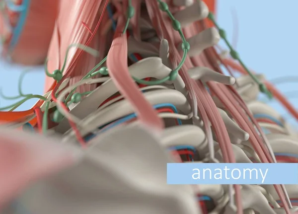 Modelo de anatomía de columna humana — Foto de Stock