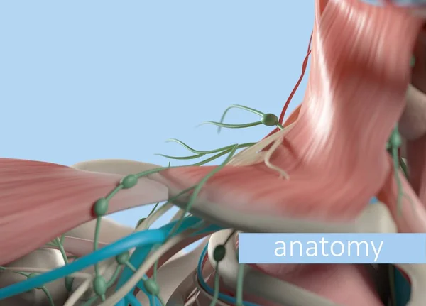 Anatomisches Modell der menschlichen Schulter — Stockfoto