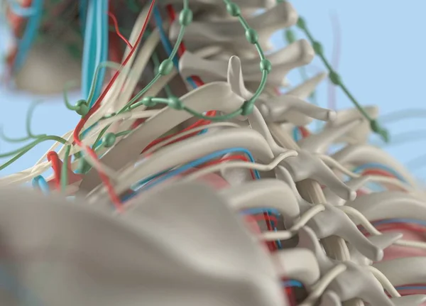 인간의 척추 해부학 모델 — 스톡 사진