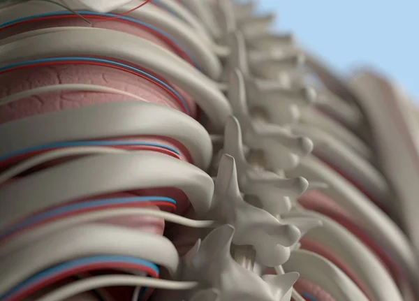 人体脊柱解剖模型 — 图库照片