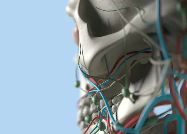 Anatomy model extreme close-up. Selective focus. Human anat — Stock Photo, Image