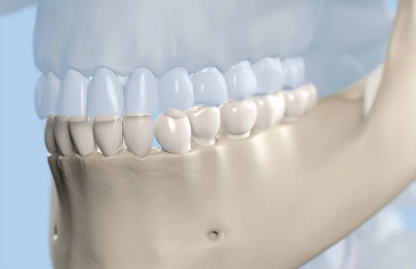 Modèle d'anatomie des dents humaines — Photo