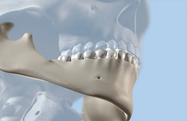 人間の歯の解剖学モデル — ストック写真