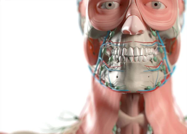 Modelo de anatomía de dientes humanos — Foto de Stock