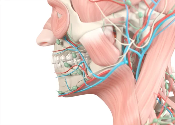 Anatomisches Modell menschlicher Zähne — Stockfoto