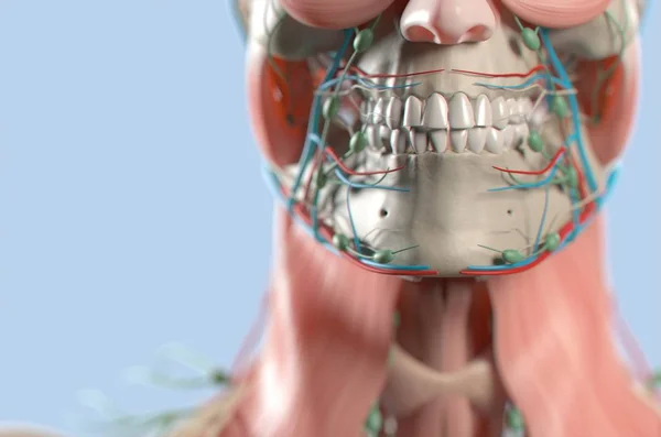 Model anatomi gigi manusia — Stok Foto