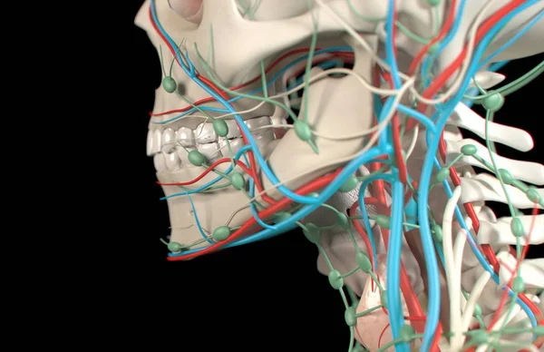 Модель анатомии зубов человека — стоковое фото