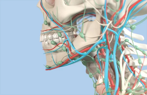 Human teeth anatomy model — Stock Photo, Image