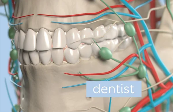 Модель анатомии зубов человека — стоковое фото