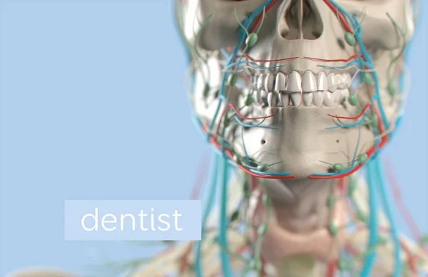Модель анатомии зубов человека — стоковое фото