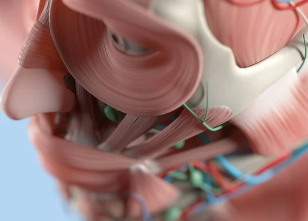 Anatomy model extreme close-up. Selective focus. Human anat — Stock Image Anatomy model extreme close-up. Selective focus. Human anat Stock Picture