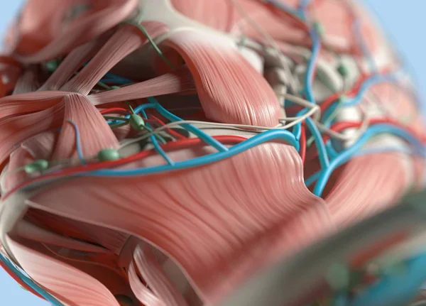 Anatomy model extreme close-up. Selective focus. Human anat — Stock Image Anatomy model extreme close-up. Selective focus. Human anat Royalty Free Stock Photos