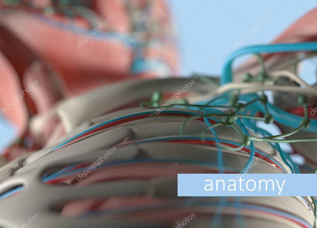 AnatomyInsider