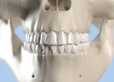 İnsan dişi anatomisi modeli