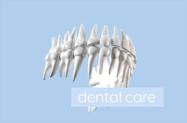 İnsan dişi anatomisi modeli