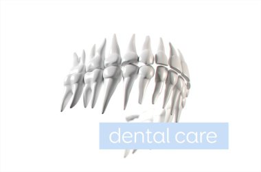 İnsan dişi anatomisi modeli