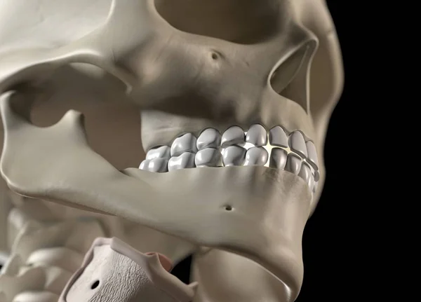 Модель анатомії зубів людини — стокове фото