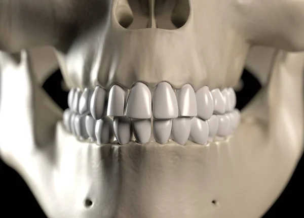 Ihmisen hampaat anatomia malli — kuvapankkivalokuva