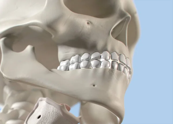 人体牙齿解剖学模型 — 图库照片