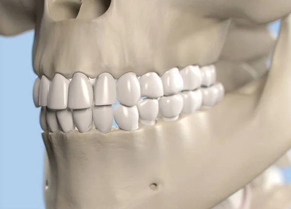 人体牙齿解剖学模型 — 图库照片