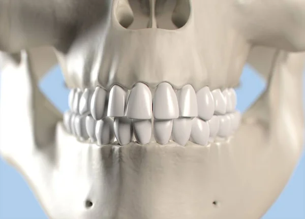 Modello anatomico dei denti umani — Foto Stock