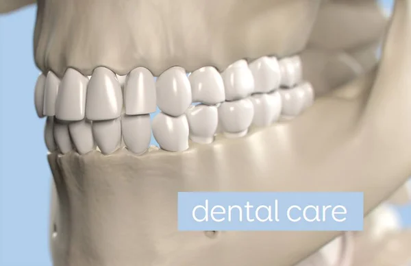 Model lidské anatomie zubů — Stock fotografie