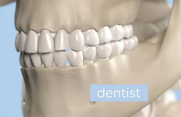 Human teeth anatomy model