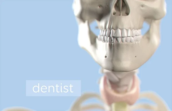 Modello anatomico dei denti umani — Foto Stock