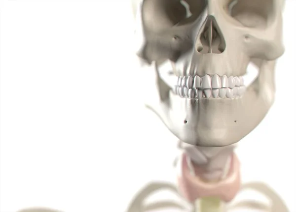 İnsan dişi anatomisi modeli — Stok fotoğraf