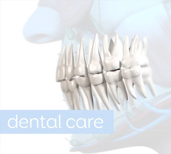 Menselijk tanden anatomie model — Stockfoto