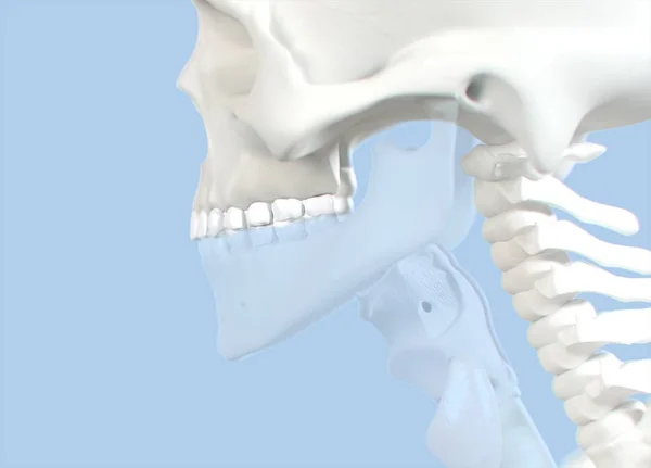 Modelo de anatomía de dientes humanos — Foto de Stock