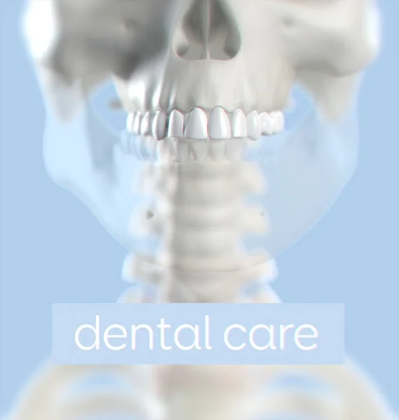 Anatomisches Modell menschlicher Zähne — Stockfoto