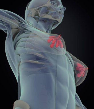 Female breast anatomy model clipart