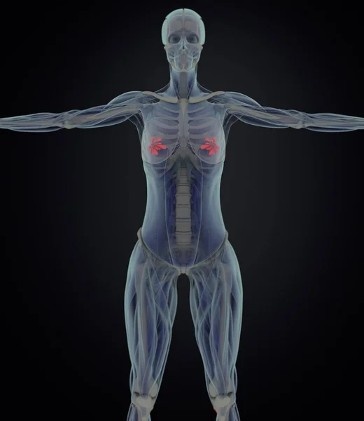 Modelo de anatomia da mama feminina — Fotografia de Stock