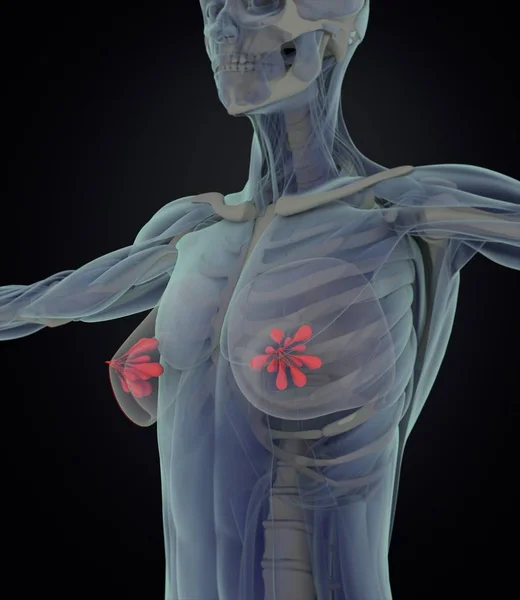 Модель анатомии женской груди — стоковое фото