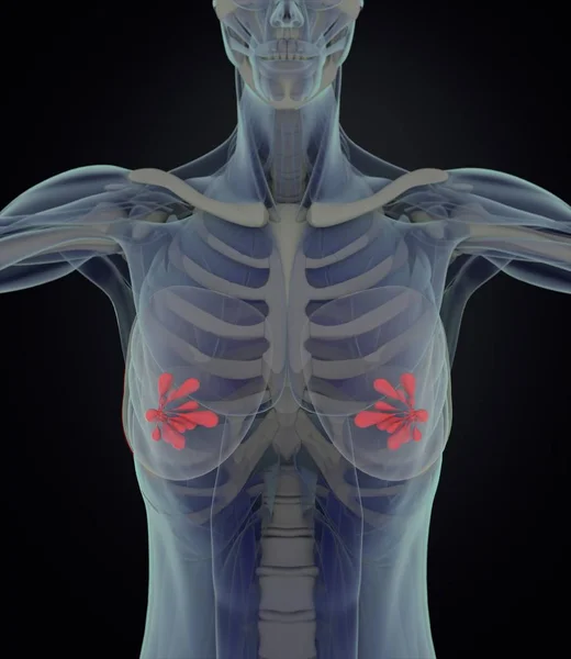 Kobiece piersi Anatomia modelu — Zdjęcie stockowe