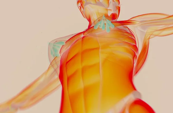 Female breast anatomy model — Stock Photo © AnatomyInsider #150388600