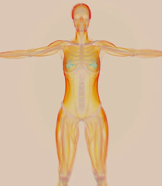 Modelo de anatomía mamaria femenina —  Fotos de Stock