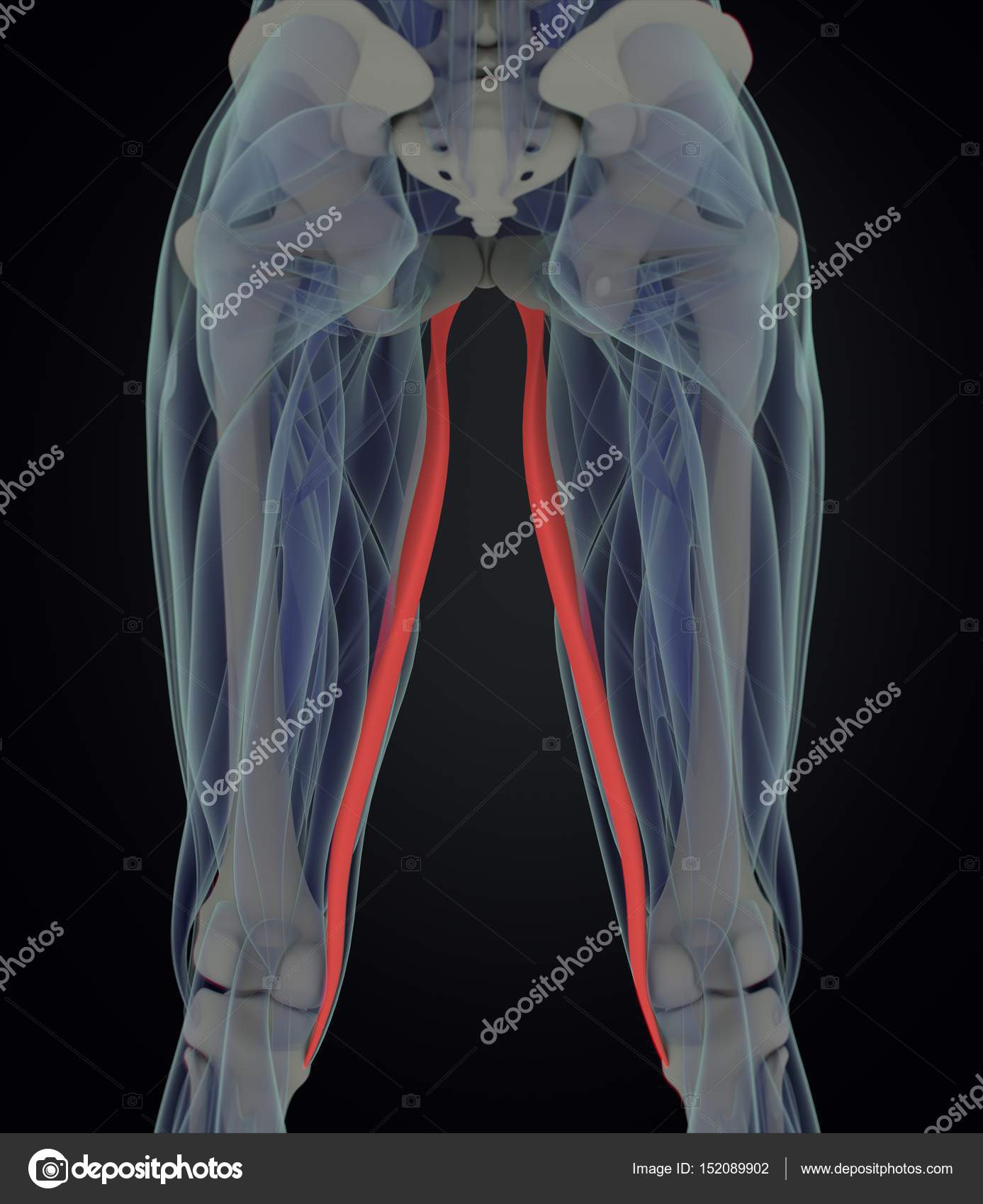 Modelo de anatomia dos músculos Gracilis — Foto © AnatomyInsider #152089902, image size:1387x1700