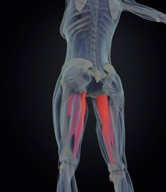 adductor kasları anatomi modeli