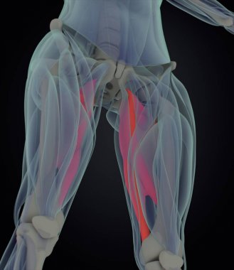 adductor kasları anatomi modeli