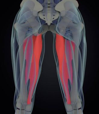 adductor kasları anatomi modeli