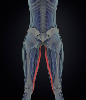 Gracilis kas anatomisi modeli