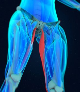 Gracilis kas anatomisi modeli