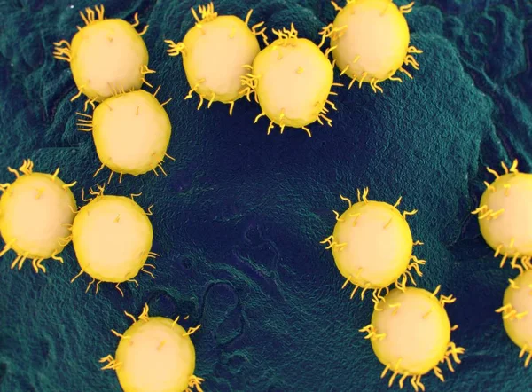 Virus Bacterias renderizar — Foto de Stock