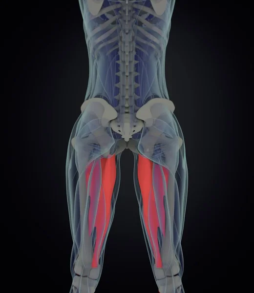Adutor Modelo de anatomia muscular — Fotografia de Stock